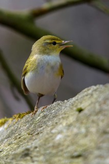Phylloscopus sibilatrix, woodwarbler, birds, high size, portrait format, passeri, songbirds,
