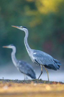 Grey Heron (Ardea cinerea) in a threathening posture, North Rhine-Westphalia, Germany