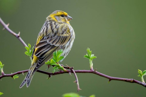 European Serin, serine, serinus serinus, birds, garden fence, garden fence, male, passeri,