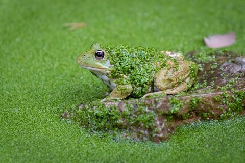 A toad sits in a pond on a rock in Majorca in the La Reserva nature park Park, La Reserva Park,