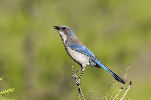 Woodhouse’s Scrub-Jay Aphelocoma woodhouseii Portal, Cochise County, Arizona, United States 25 May