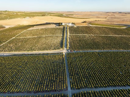 The La Canariera vineyard of the Bodega González Byass near the town of Jerez de la Frontera.