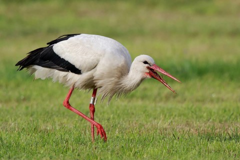 White Stork (Ciconia ciconia) eating earthworm, North Rhine-Westphalia, Germany