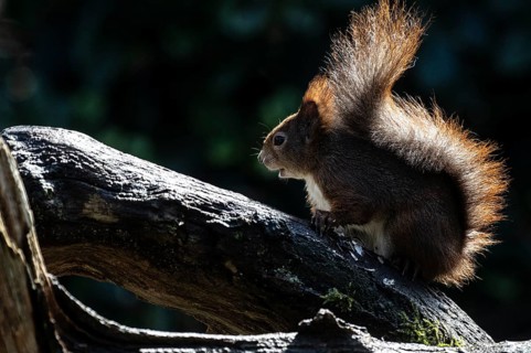 Squirrel (Sciurus vulgaris), Emsland, Lower Saxony, Germany