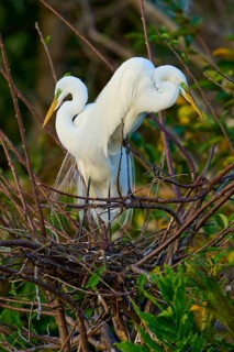 Two great egrets (Ardea alba), in nest, spring, Wakodahatchee Wetlands, Delray Beach, Florida, USA