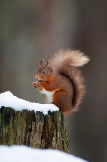 Red squirrel (Sciurus vulgaris) adult animal feeding on a nut on a tree stump covered in snow in
