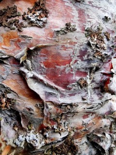 Bark of a Chinese birch, also known as copper birch (Betula albosinensis), birch bark, Húsafell,