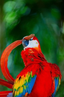 Scarlet Macaw (Ara Macao) Pantanal Brazil