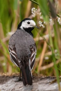 Wagtail, Motacilla Alba, White Wagtail, Birds, High Size, Portrait, Passeri, Songbirds, Birds