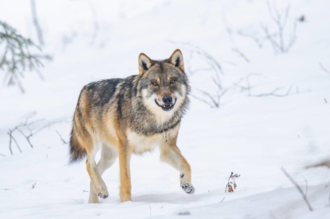 European gray wolf (Canis lupus lupus) walking in a forest in winter, snow, Bavaria, Germany