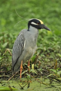 Yellow-crowned Night Heron (Nyctanassa violacea), Texas, USA