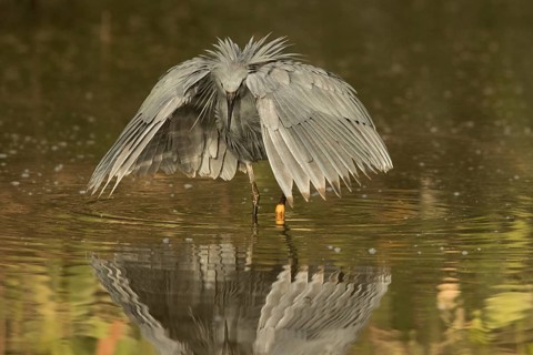 Black Heron (Egretta ardesiaca) foraging, Gambia