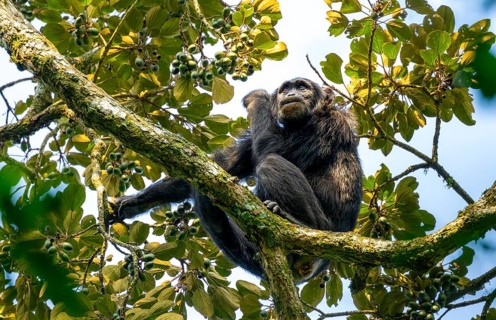 Chimpanzee (Pan Troglodytes), adult male in a tree, eating fruit, Murchison Falls National Park,