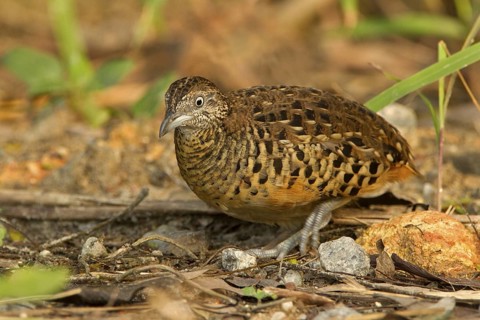 Barred Buttonquail (Turnix suscitator), Lorong Halus, Singapore