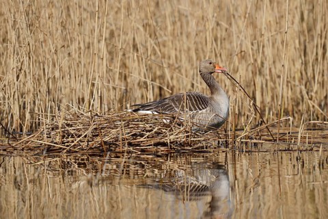 Greylag goose (Anser anser) building a nest in the reeds, North Rhine-Westphalia, Germany