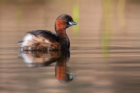 Little Grebe (Tachybaptus ruficollis), Saxony, Germany