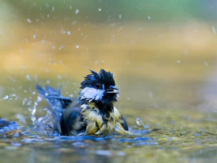 Great Tit (Parus major) bathing at length in shallow water, Hesse, Germany