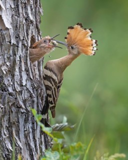 Hoopoe (Upupa epops) – Bird of the Year 2022, male with food, prey, foraging, food for the chicks,