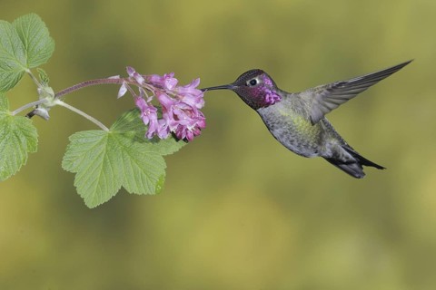 Anna's Hummingbird (Calypte anna), British Columbia, Canada