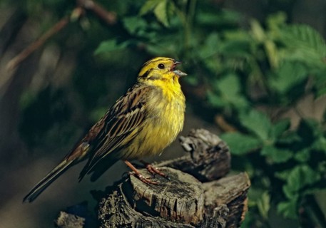 Emberiza citrinella, goldammer, yellowhammer, birds, song, male, singing, songbirds, birds