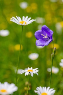 Campanula persicifolia, campanulaceae, bellflower, peach-leafed bellflower, flora, high size,