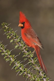 Northern Cardinal (Cardinalis cardinalis), Arizona, USA