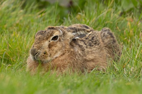 European brown hare (Lepus europaeus) adult animal resting in grassland, England, United Kingdom