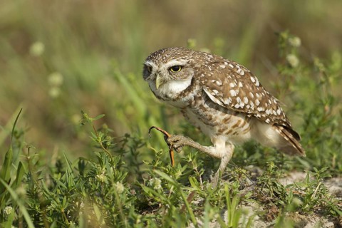 Burrowing Owl (Athene cunicularia), Florida, USA