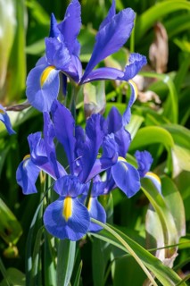 Irises (Iris versicolor), Botanical Garden, Erlangen, Middle Franconia, Bavaria, Germany