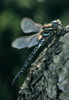 Aeshna subarctica Elisabethae, high moor mosaic maiden, subarctic darner, anisoptera, damselflies,