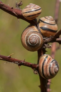 Banded snails, cepaea, cepaea nemoralis, grove snail, hornsnail, helicidae, snails, black-mouthed