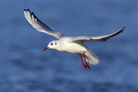Black-headed Black-headed Gull, (Larus ridibundus), animals, birds, gulls, flight photo, sideways,