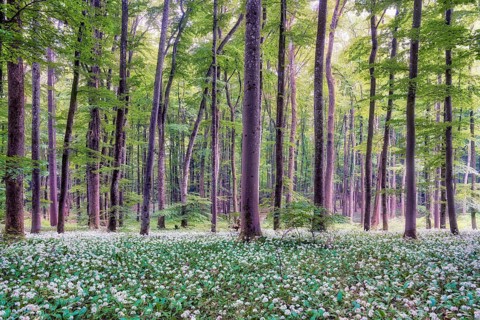 Blooming wild garlic in a beech forest, Aargau Canton, Switzerland