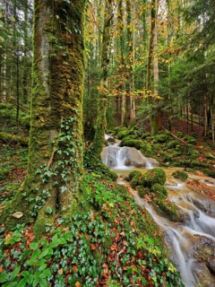Waterfall surrounded by moss-covered stones in autumnal coloured surroundings, on the river Sihl,