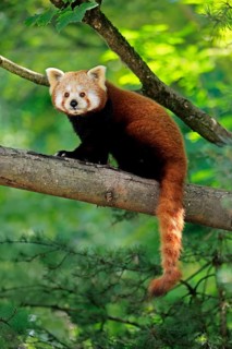 Western Red panda (Ailurus fulgens), adult, on tree, Himalayas, Central Asia