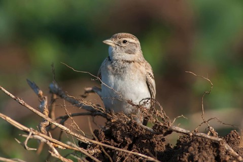 Calandrella brachydactyla, short-toed lark, birds, Bulgaria, larks, passeri, songbirds, songbirds,