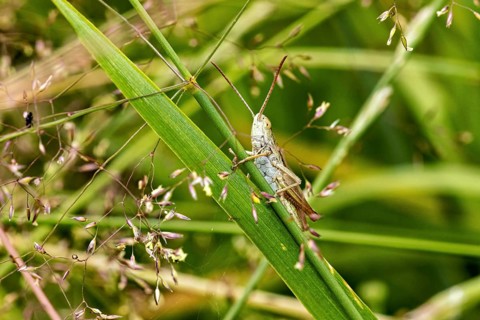 A grasshopper on a blade of grass amidst other grasses, in its natural habitat: a lesser marsh