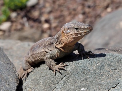 A Gran Canaria giant lizard (Gallotia stehlini) perches on a rock in the sunlight, Gran Canaria,