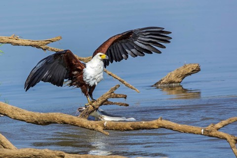 Black eagle hunting, prey, fish, (Haliaeetus vocifer), Africa, Zambia