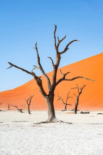 Dead camel thorn trees (Vachellia erioloba), red sand dunes, white salt pan, Dead Vlei, Sossusvlei,
