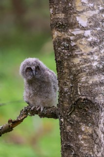 One young long-eared owl (Asio otus), sitting on a branch of a tree. Green vegetation in the