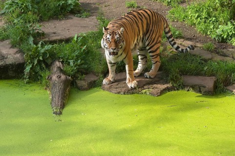 Siberian tigers (Panthera tigris altaica) at the moat, in captivity, Germany