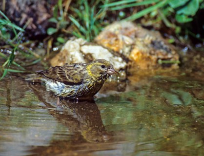 European Serin, Serine, Serinus Serinus, Bath, Bird Bath, Birds, Garden, Mirror, Passeri,