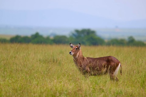 A solitary antelope stands alert in the vast, green savannah landscape beneath an open sky: a