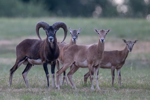 Mouflon, mouflon, Widder, Bitburg, Germany