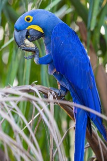 Hyacinth Macaw (Anodorhynchus hyacinthinus) Pantanal Brazil