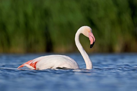 A greater flamingo (Phoenicopterus roseus) swimming in a pond, Camargue Regional Nature Park,