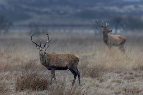 The younger red deer (Cervus elaphus) are still wearing their antlers, but before long they too