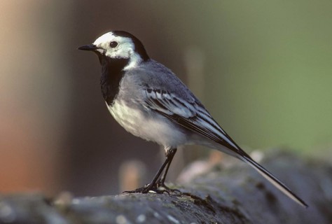 Wagtail, Motacilla Alba, White Wagtail, Birds, Leo, Passeri, Songbirds, Birds