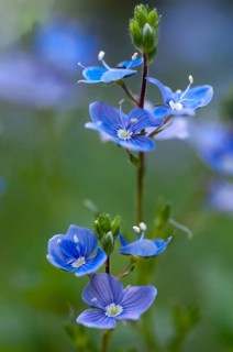 Honorary prize, female bite, gamander honor prize, cat's eye, loyal to men, plantaginaceae,